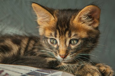 Kapatın küçük kömür uzun saçlı Bengal kediciği evde yatıyor..