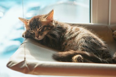 Tatlı kömür kömürü, uzun saçlı bengal kedisi kedi, kedi yatağında uzanıyor ve uyuyor. Penceredeki kedi için güneşli koltuk.