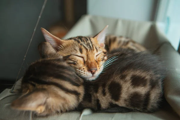 Aranyos Kis Bengáli Macska Alszik Macska Ablakán Napfényes Ülés Macskának — Stock Fotó