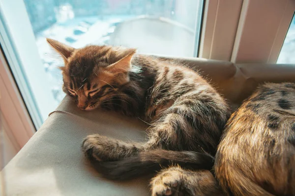 Cute charcoal longhair bengal kitty cat laying on the cat\'s window bed and sleeping. Sunny seat for cat on the window.