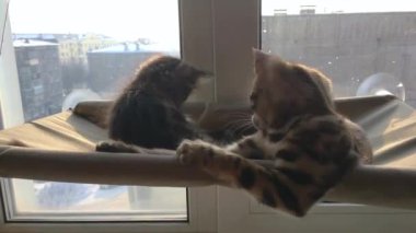 İki sevimli Bengal kedisi altın ve korokömür rengi kedilerin pencere yatağında uzanıp oynaşıyor ve kavga ediyorlar..