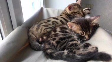 İki sevimli Bengal kedisi altın ve korokömür rengi kedilerin pencere yatağında yatar ve uyur..