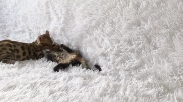 Twee schattige bengal kittens goud en chorocoal kleur spelen en vechten op de witte achtergrond. — Stockvideo