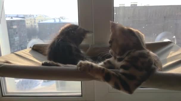 Twee schattige bengaalse kittens goud en chorocoal kleur leggen op de katten venster bed spelen en vechten. — Stockvideo