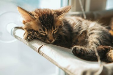 Tatlı kömür kömürü, uzun saçlı bengal kedisi kedi, kedi yatağında uzanıyor ve uyuyor. Penceredeki kedi için güneşli koltuk.