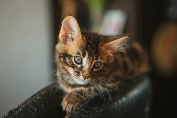 Close Pouco Carvão Longhair Bengala Kitty Que Coloca Casa — Fotografia de Stock