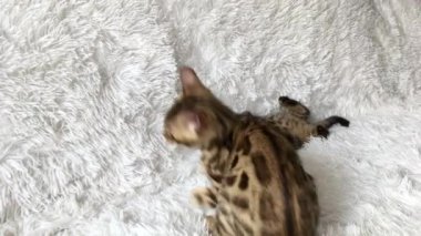 İki sevimli Bengal kedisi altın ve korokömür rengi beyaz arka planda oynuyor ve kavga ediyorlar..