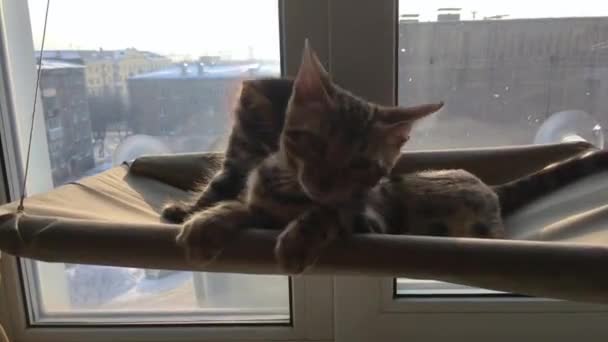 Two cute bengal kittens gold and chorocoal color laying on the cats window bed playing and fighting. — Stock Video