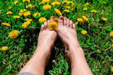 Sarı karahindiba ile yeşil çimlerin üzerinde çıplak kadın ayakları. Ayak parmakları arasında karahindiba