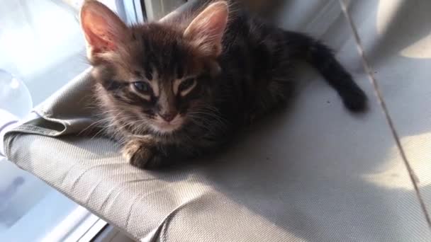 Χαριτωμένο μικρό κάρβουνο bengal γατούλα που βρίσκεται στο κρεβάτι παράθυρο γάτες πρόκειται να κοιμηθεί. — Αρχείο Βίντεο
