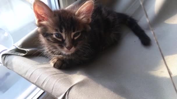 Schattig klein houtskool bengaalse poesje liggend op de katten raam bed gaan slapen. — Stockvideo