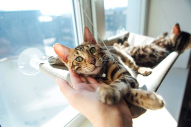 Sevimli küçük Bengal kedisi kediciğin penceresinde yatıyordu. Kafası kadının elinde yatıyordu. Penceredeki kedi için güneşli koltuk. Boşluğu kopyala.