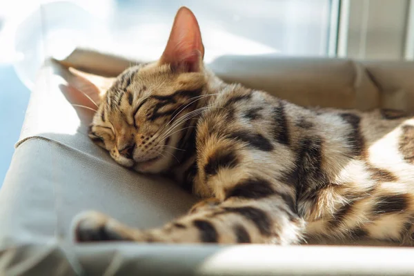 Cute little bengal kitty cat sleeping on the cat's window bed. Sunny seat for cat on the window.