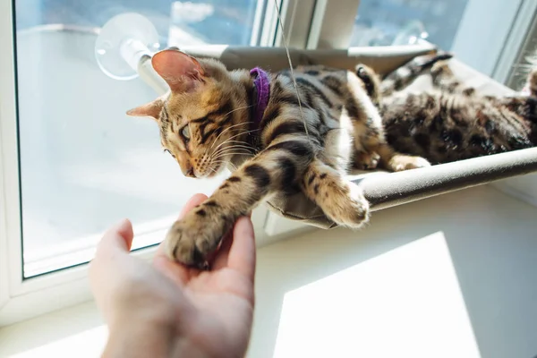 Cute little bengal kitty cat laying on the cat\'s window bed toching woman\'s hand. Sunny seat for cat on the window. Copy space.