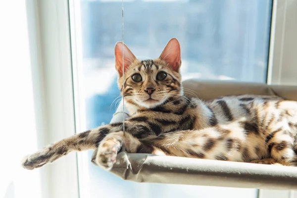 Söt Liten Bengalisk Kattunge Som Låg Kattens Fönstersäng Och Tittade — Stockfoto
