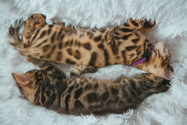 Little Charcoal Gold Bengal Kittens Laying Relaxing White Background — Stock Photo, Image