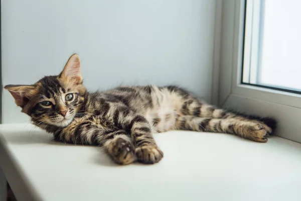 창문턱에 편안하게 귀여운 숯검은 고양이 — 스톡 사진