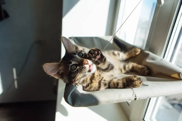 Gatinho Bengala Carvão Bonito Que Coloca Cama Janela Gato Byiting — Fotografia de Stock