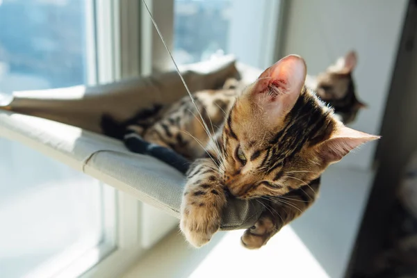 猫の窓のベッドの上で寝ているかわいい優しい子猫 窓の猫のための日当たりの良い席 — ストック写真