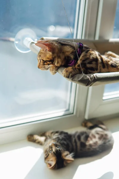 Zwei Niedliche Bengalkätzchen Gold Und Kohlefarbe Liegen Auf Dem Fensterbett — Stockfoto