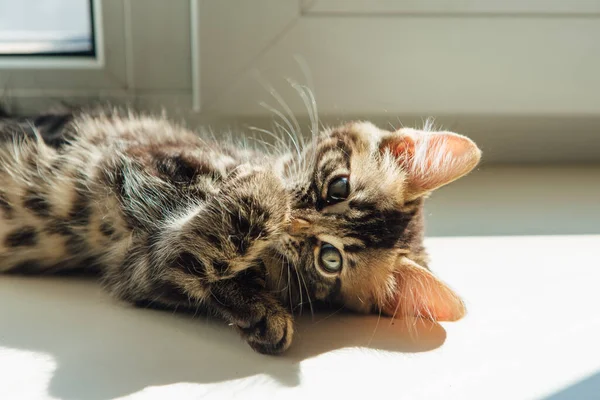 Lindo Carbón Bengala Gatito Gato Tendido Alféizar Ventana Relajarse —  Fotos de Stock