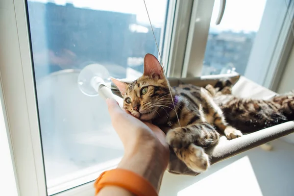Cute little bengal kitty cat laying on the cat\'s window bed with head laying on woman\'s hand. Sunny seat for cat on the window. Copy space.