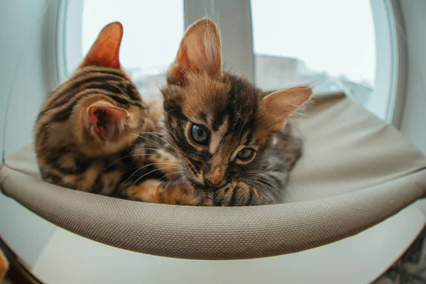 Два Милых Бенгальских Котенка Золотисто Коричневого Цвета Лежали Кошачьей Кровати — стоковое фото