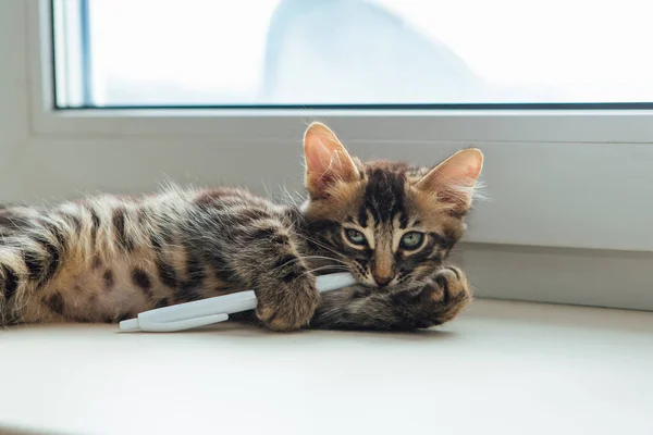 Cute charcoal bengal kitty cat laying on the windowsill and playing with a pen.