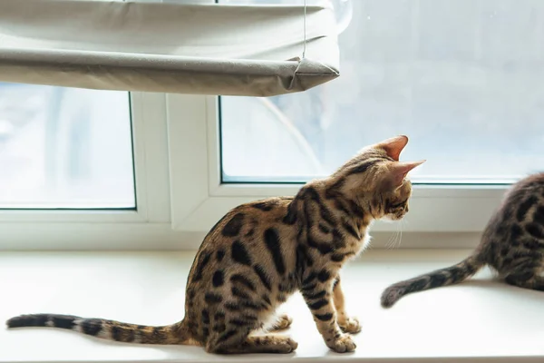 Schattig Gouden Bengal Kitty Kat Zitten Vensterbank Ontspannen — Stockfoto