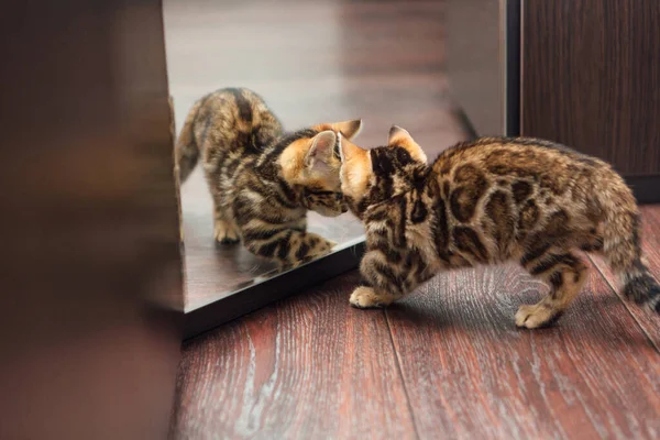 Pouco Bonito Gatinho Bengala Curioso Olhando Para Espelho Wodrobe Dentro — Fotografia de Stock