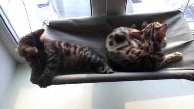 İki sevimli Bengal kedisi altın ve korokömür rengi kedilerin pencere yatağında uzanıp oynaşıyor ve kavga ediyorlar..