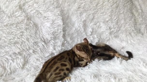 Two cute bengal kittens gold and chorocoal color playing and fighting on the white background. — Stock Video