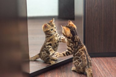 Küçük sevimli, meraklı Bengal kedicik. İçerideki bir wogardın aynasına bakıyor.