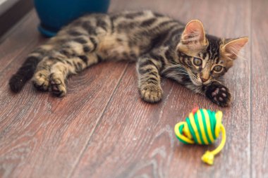 Şirin, meraklı kömür kömürü kedisi evde yerde oyuncakla yatıyor.