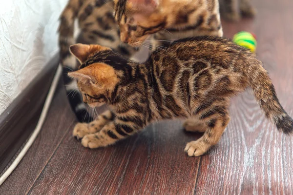 Dois Gatinhos Bengala Curiosos Bonitos Brincando Com Brinquedo Chão Casa — Fotografia de Stock