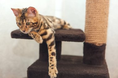 Yumuşak kedilerin rafında yatan Bengal kedisi.