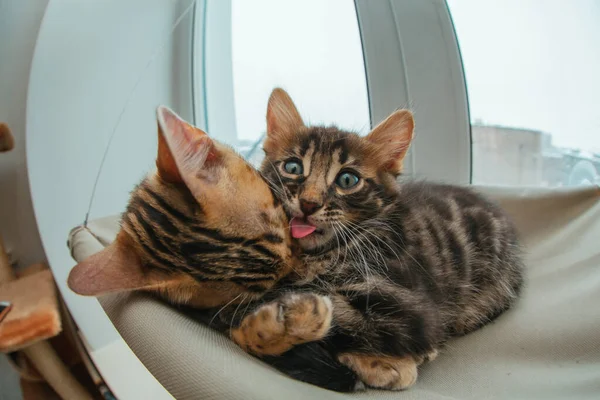 Deux Mignons Chatons Bengalais Dorés Couleur Chorocharbon Posés Sur Lit — Photo