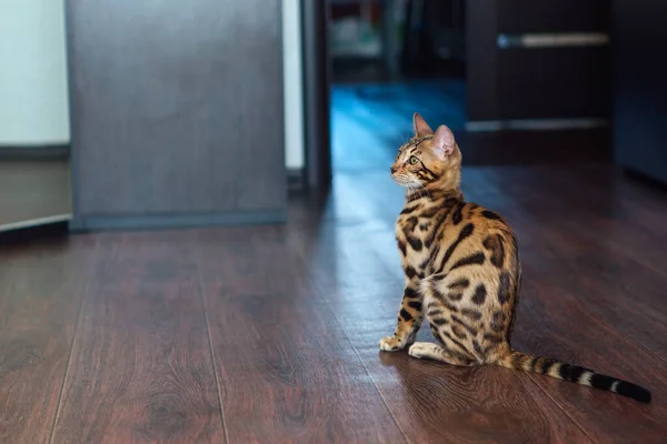 Jovem bonito bengala gato sentado no chão da sala em casa — Fotografia de Stock