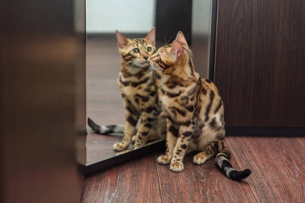 Jovem Bonito Curioso Bengala Catn Olhando Para Espelho Wodrobe Dentro — Fotografia de Stock