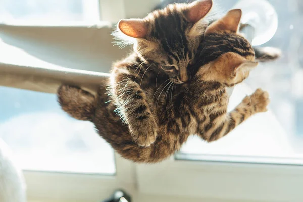 Two cute bengal kittens gold and chorocoal color laying on the cat\'s window bed playing and fighting. Sunny seat for cat on the window.