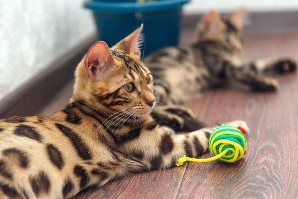 Young bengal kitty cat laying on the floor at home with cat\'s toy