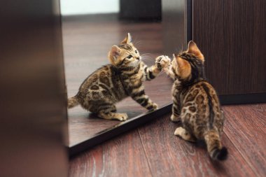 Küçük sevimli, meraklı Bengal kedicik. İçerideki bir wogardın aynasına bakıyor.