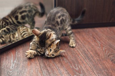 Şirin, meraklı kömür ve altın rengi Bengal kedileri evde yerde oynuyorlar.