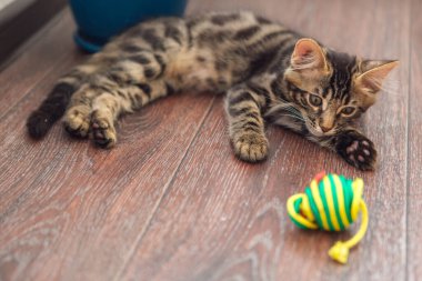 Şirin, meraklı kömür kömürü kedisi evde yerde oyuncakla yatıyor.
