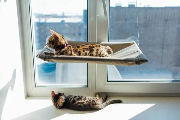 Two Cute Bengal Kittens Gold Chorocoal Color Laying Cat Window — Stock Photo, Image