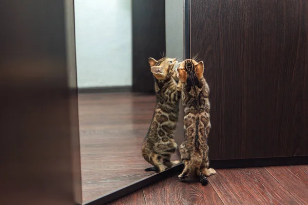Pouco Bonito Gatinho Bengala Curioso Olhando Para Espelho Wodrobe Dentro — Fotografia de Stock