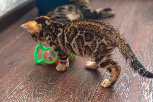 Gatinho Bengala Curioso Bonito Brincando Com Brinquedo Chão Casa — Fotografia de Stock