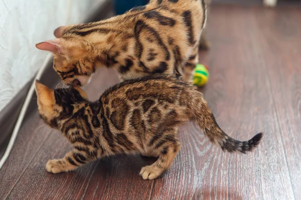 Dois Gatinhos Bengala Curiosos Bonitos Brincando Com Brinquedo Chão Casa — Fotografia de Stock
