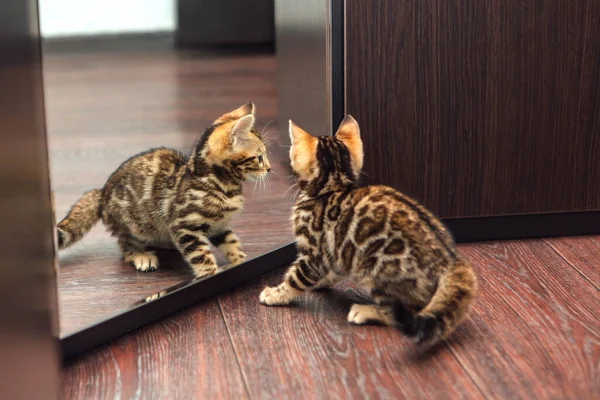 Pouco Bonito Gatinho Bengala Curioso Olhando Para Espelho Wodrobe Dentro — Fotografia de Stock