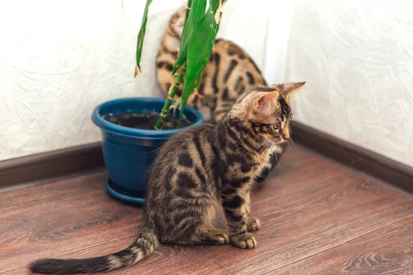 Dois Gatinhos Bengala Curiosos Bonitos Brincando Com Brinquedo Chão Casa — Fotografia de Stock